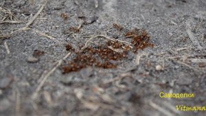 Муравьиная ферма. Лёт муравьев Lasius flavus. Flight ants Lasius flavus