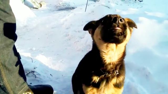 Щенок Восточно европейской овчарки Амур 2 месяца учим команду ГОЛОС 1 часть смотреть онлайн