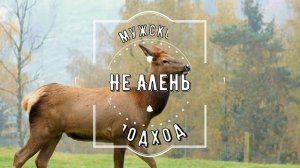 Свекр подружился с невесткой  /История из жизни/Любовные истории/Любовь/Рассказ