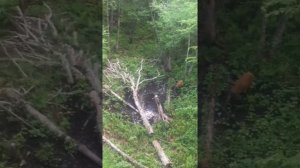 Выход быка изюбря на солонец