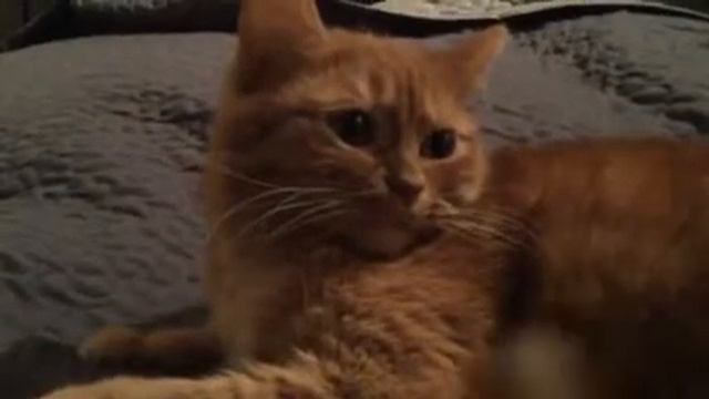 Злая кошка смотреть онлайн