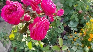 РОЗЫ.Фавориты цветения октября.Пересадка взрослой розы.