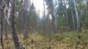 Осенний сбор чаги.Заработок на чаге.