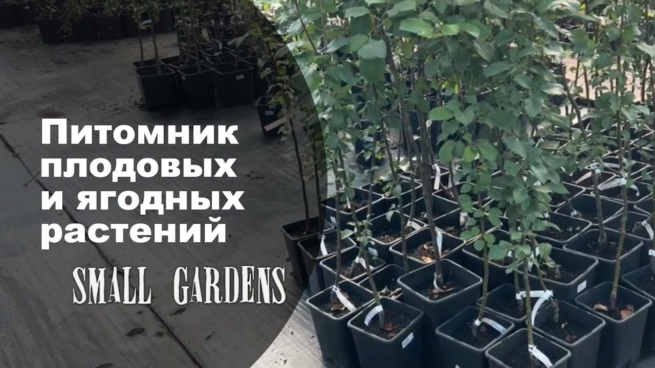 Питомник плодовых и ягодных растений в России Small Gardens