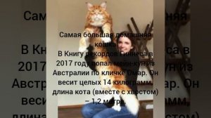 Самый большой домашний кот