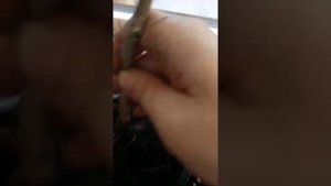 Выращивание цитрусовых дома Залив корней Причины Симптомы  Восстановление корневой системы цитрусов