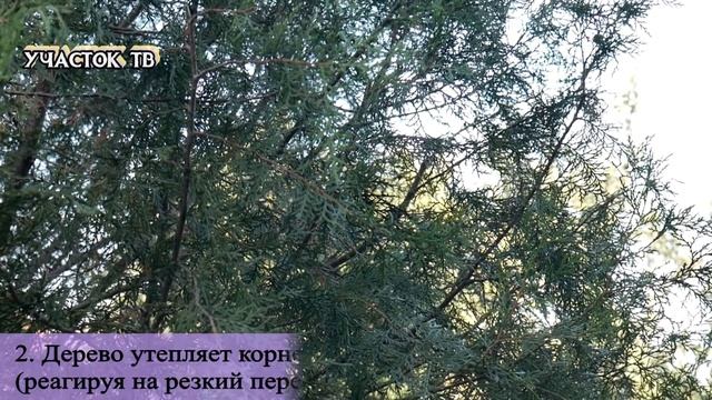 Туя Пожелтела Внутри - Хвойные Желтеют Осенью - Причины Пожелтения туи - Туя Желтеет Изнутри