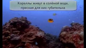 Кораллы   животные или растения