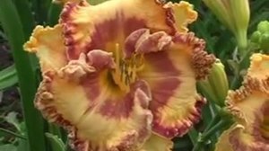 Лилейник daylily KEEP ON DREAMIN'