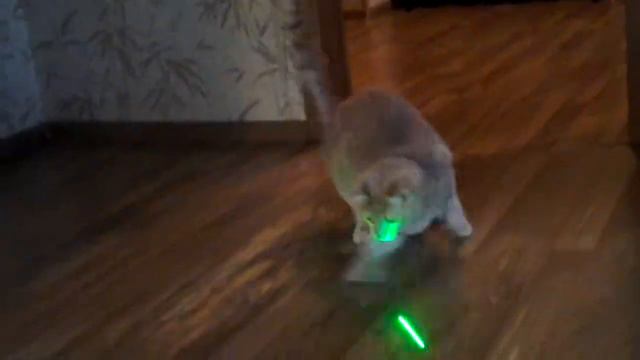 Рыжий кот гоняется за лучом смотреть онлайн