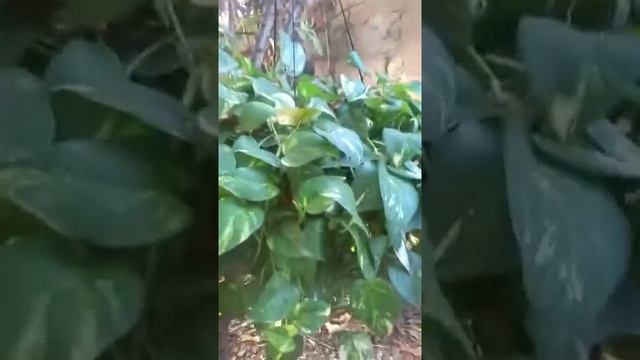 растение потос (  Эпипремнум золотистый )