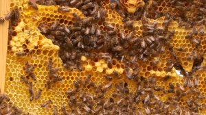 Секреты пчеловодства: как собрать качественный мед