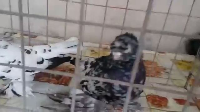 Кара-Челкарь и Ок-Сочиха смотреть онлайн