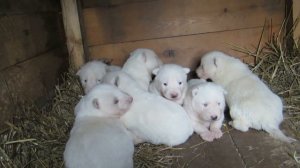 Щенки рычат и лают