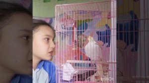 КАК НАУЧИТЬ ПОПУГАЯ ЛЕТАТЬ?