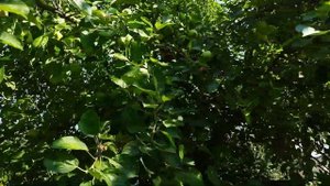 Куда девать опад яблок.? Утилизация падалицы