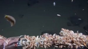 МАРИАНСКАЯ ВПАДИНА