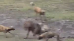 Опасные животные. Дикие животные. Африканские дикие собаки vs гиена