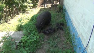 Вьетнамские поросята.