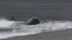 КОСАТКА кит Касатка съела человека живьём!