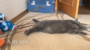 Что ЛЮБИТ делать британский кот ? 2 часть / BRITISH CAT