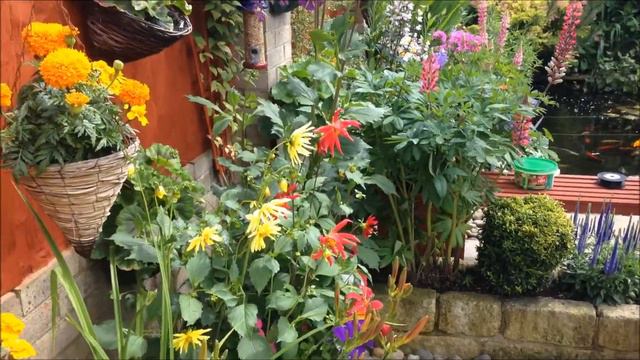 Dahlia Bishops Children and clangers mix, From seed, Help and care смотреть онлайн