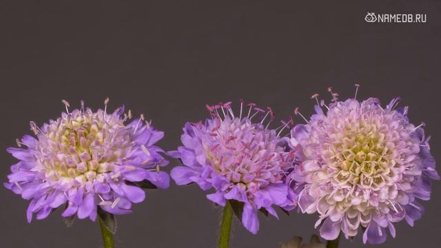 Вот как каждый знак Зодиака разрушает свою любовную жизнь смотреть онлайн