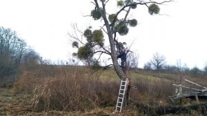 Как падают деревья?