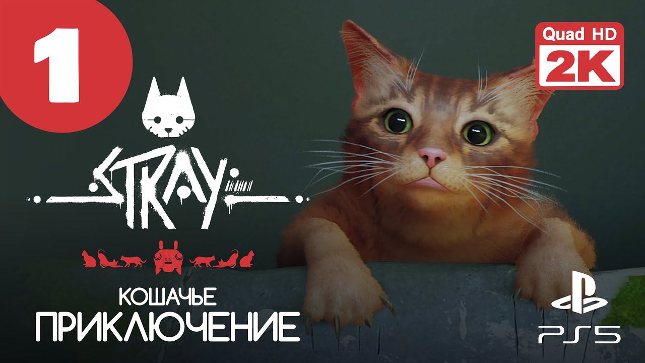 КИБЕРПАНК С КОШКОЙ ▷ Stray ✦ PS5 [2K 60 fps] - Прохождение #1