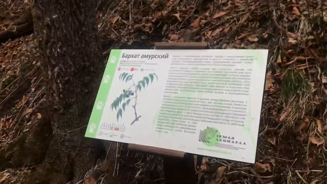 Земля Леопарда / Прогулка по земле леопардов / Приморский край / Хасанский район смотреть онлайн