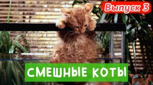 ПРОТРИКОТА ВЫПУСК 3. ЭТИ ЗАБАВНЫЕ КОТЫ 😁