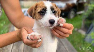 Мальчик Джек Рассел Терьер Брокен