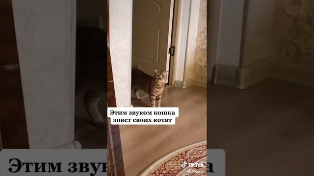 Кошка зовет своих котят звук