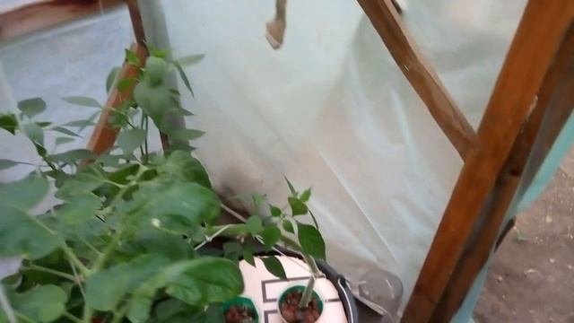 Выращивание томата в ведре - подробно // питательный раствор, дефициты веществ и болезни