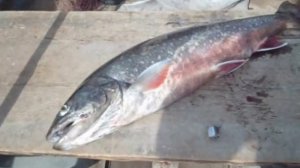 Онежское озеро. Палия