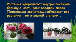 Комнатные растения. Окружающий нас мир
