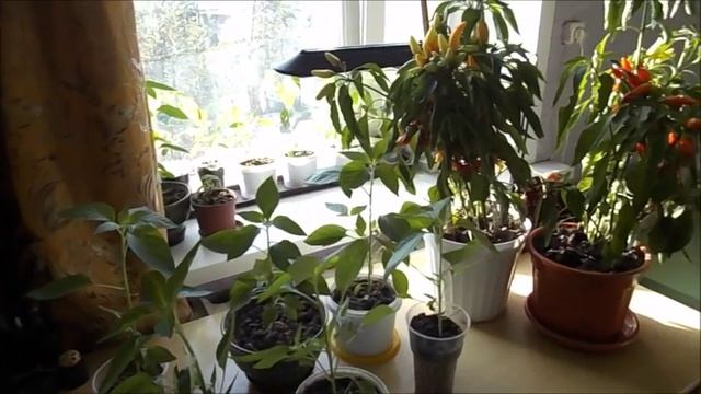 Перец огонек в домашних условиях смотреть онлайн