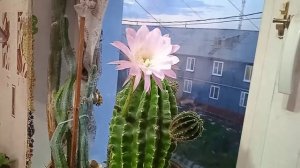 Кактус. Эхинопсис розовый.
