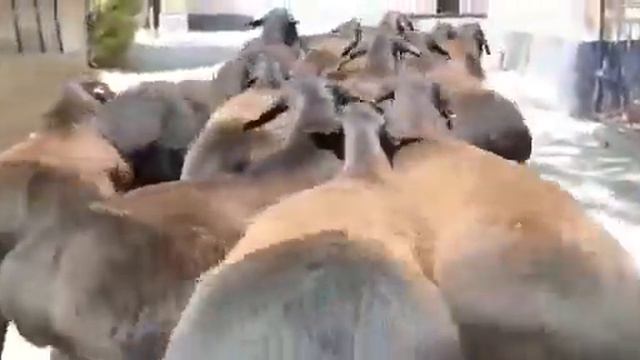 Гиссарские овцы | элитные гиссарские бараны линия Сурхандарья архив | гиссар койлору
