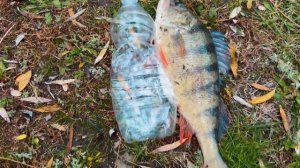 Рыбалка 2022. Маныч. Новосёловка.