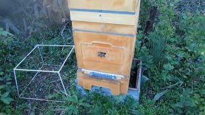 восьми рамочные ульи - подсиливание отводка в мае летной пчелой с расплодом от другой семьи
