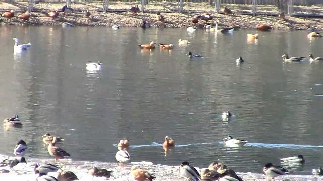 Waterfowl / Водоплавающие Птицы