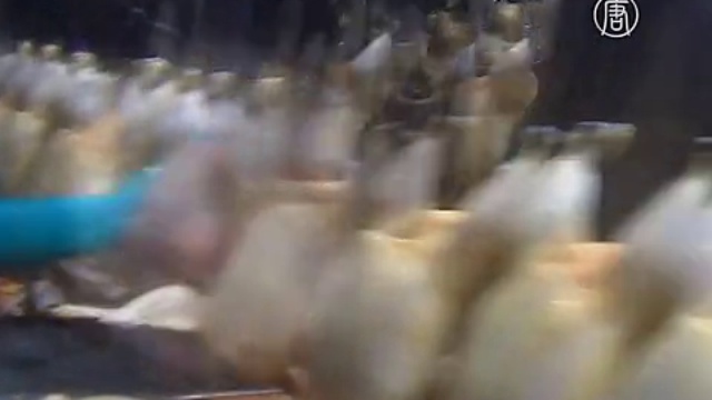 Моби против негуманного обращения с птицами на фермах смотреть онлайн