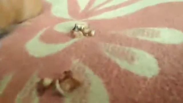 Хомяки и свинки едят сушеные овощи/// хомяки тоже любят🐹🐹🐹