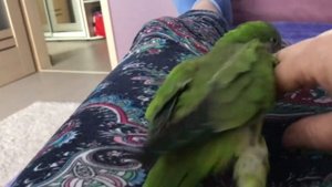 Попугай породы Калита , Монах,Квакер по имени Гуччи !