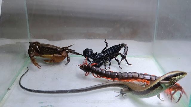 Scorpion Crab Centipede Lizard