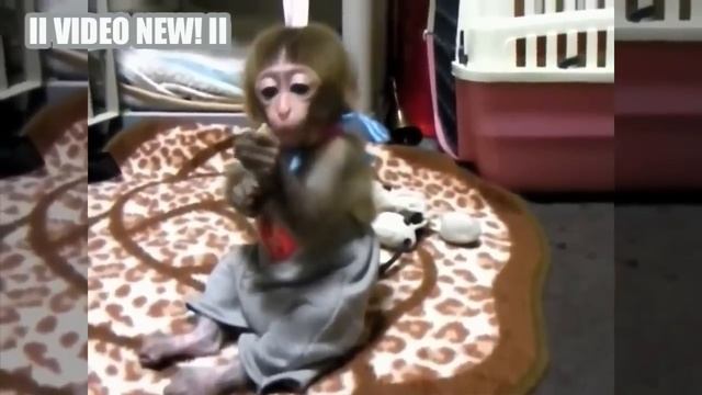 Маленькие Обезьянки - смешные и милые дети обезьян Видео  [NEW HD]