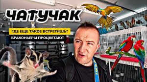 Рынок ЧАТУЧАК в Бангкоке - огромный выбор животных. Купили сумчатых поссумов для детей. Паттайя.