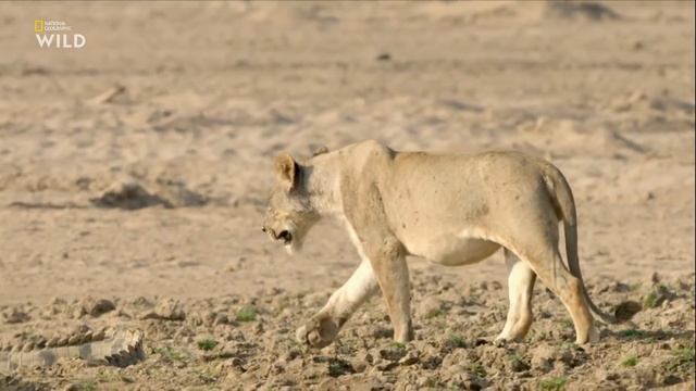 Африканские охотники 3 сезон 3 серия - Взросление неудачника смотреть онлайн