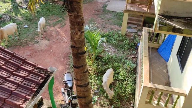 Ворона на балконе и коровы во дворе. Палием, Гоа смотреть онлайн